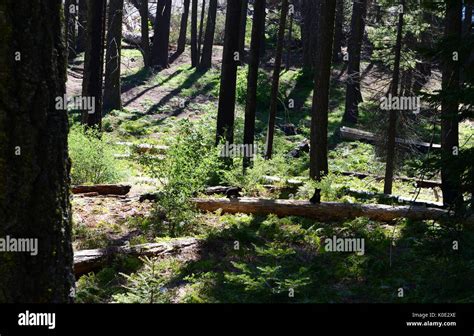 Black Bears In Sequoia National Park California Usa Stock Photo Alamy