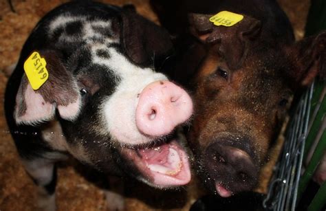 Laughing Pig Flickr Photo Sharing