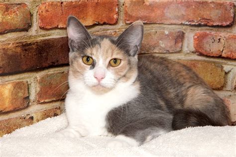 Dilute Calico Cat What Makes Their Coat Aesthetically Muted