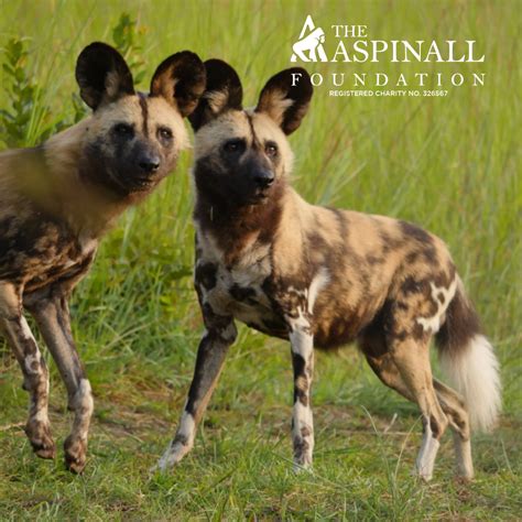 How Can We Save African Wild Dogs