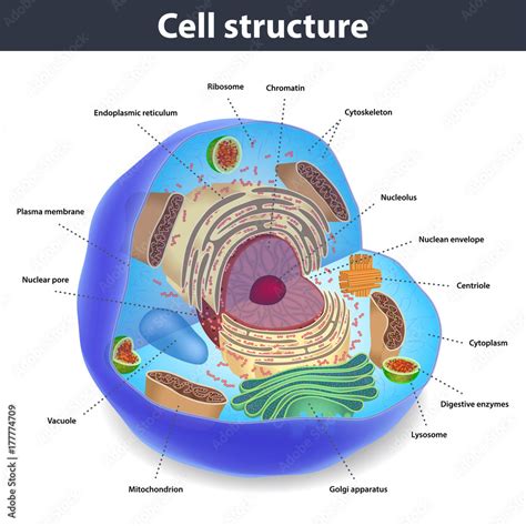 The Structure Of Human Cells Vector Illustration Stock Vector Adobe