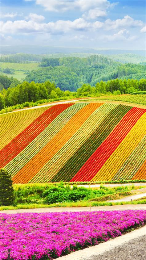 Summer Flowers Garden Colorful Hill At Biei Hokkaido Japan Windows 10 Spotlight Images