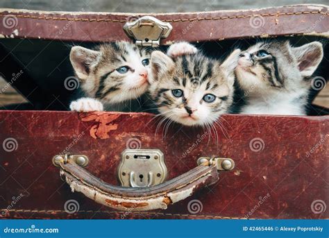 Beautiful Kittens In Suitcase Stock Photo Image Of Nature Fluffy
