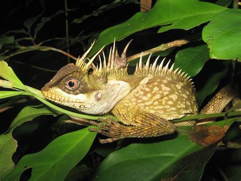 163 New Species Discovered In Asias Greater Mekong Region Daily Sabah