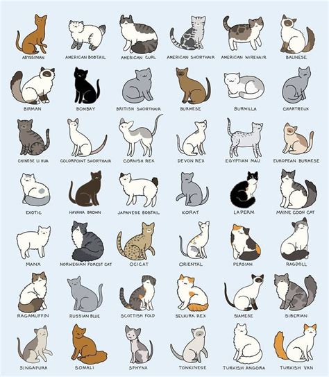 An Image Of Many Different Types Of Cats In The Same Color And Size As
