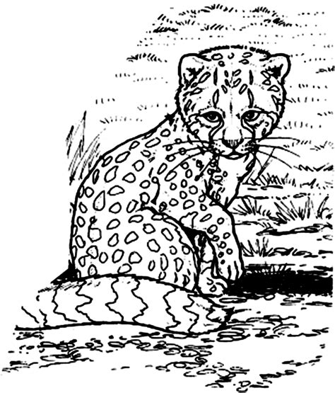 Cheetah Cub Colouring Pages Clip Art Library