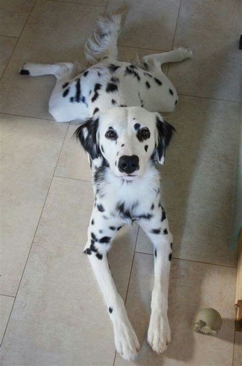 33 Long Haired Dalmatian Dog Photo Bleumoonproductions