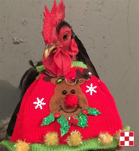 Happy Holidays To You And Your Flock This Chicken Is All Decked Out For Flockmas Thanks To A