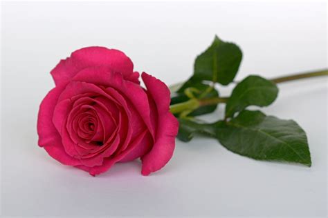 Purple lilacs represent the first emotions of love while magenta lilacs symbolize love and passion, perfect for a more serious lover. Free Images : rose flower, romance, love, blossom, bloom ...