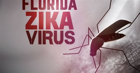10 New Zika Cases Likely From Fl Mosquitoes