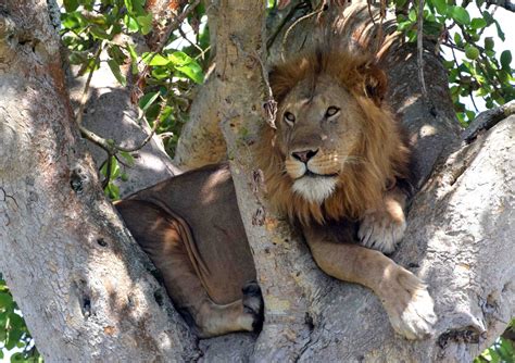 Three definitive versions of 'three lions' have been recorded over the years. Uganda's iconic tree-climbing lions forced out in search ...