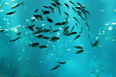 Group Of Fish Free Stock Photo Public Domain Pictures