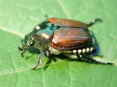 Japanese Beetle Biological Control Release Denver Botanic Gardens