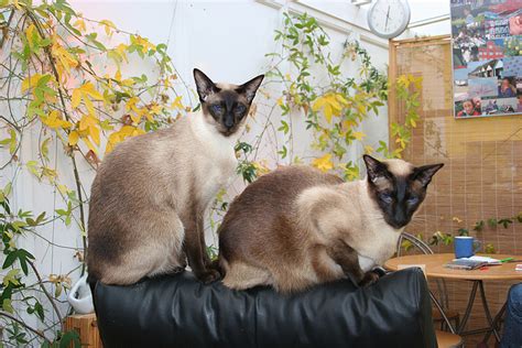 Siamese cats were first imported from thailand in the 1800's. Cat Breed Profile: Siamese - Petful