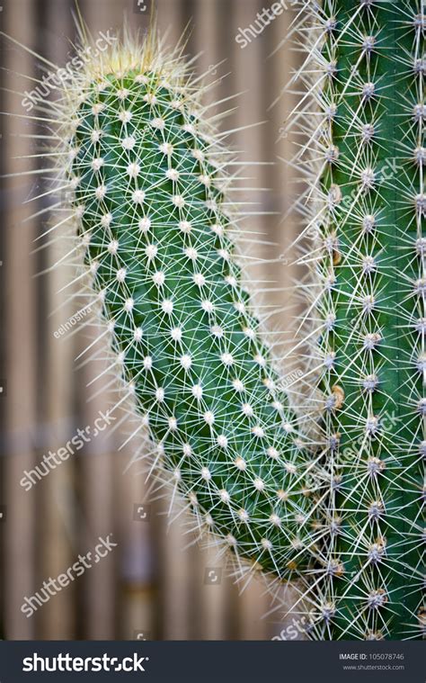 The patch is found just north of the crafting shop. Spines: Plants With Spines