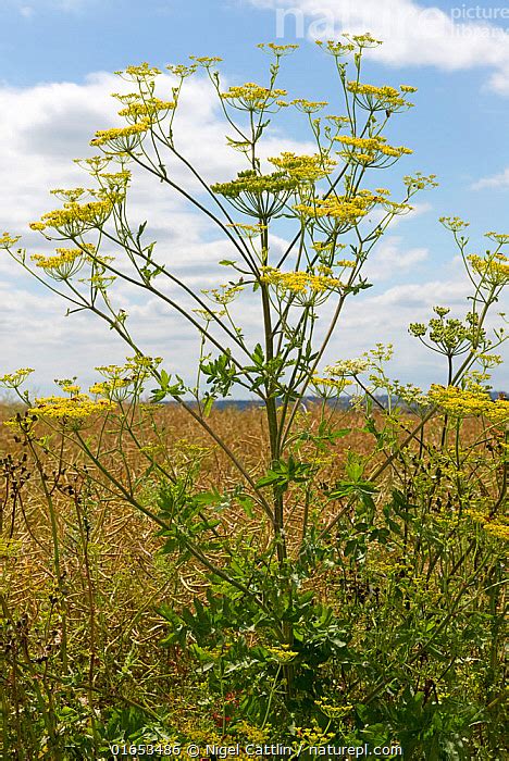 Nature Picture Library Yellow Wild Parsnip Pastinaca Sativa Plant In