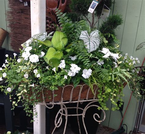 Blue daze thrives in heat and humidity, making it the perfect plant for floridians to grow. Pin on Planters, flowers and window boxes