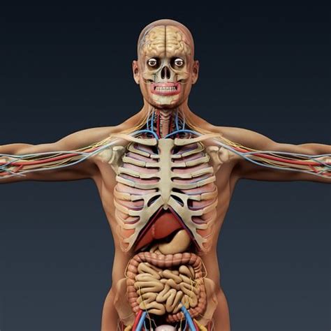 Human Male Body Anatomy And Organs Pack Male Skeleton Internal Organs