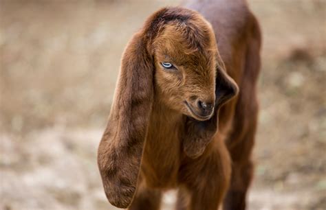 Go On Tell Me Im All Ears Cute Goats Animals Goats