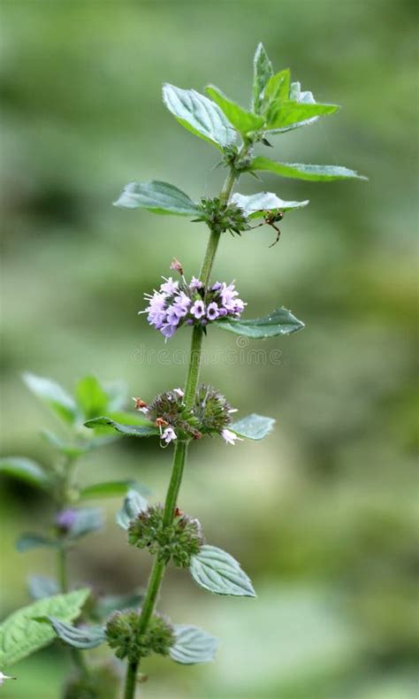 Field Mint Mentha Arvensis Grows In Nature Stock Photo Image Of