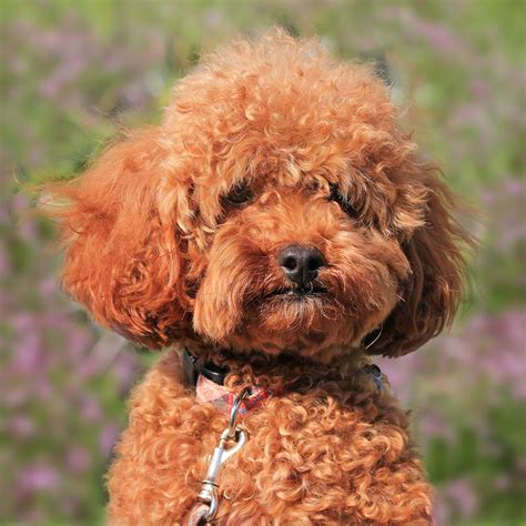 The Dog In World Curly Hair Dó Image Gallery Pretty Bestest