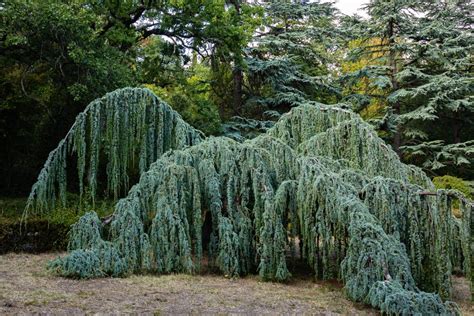 Weeping Blue Atlas Cedar Tree For Sale Buying And Growing Guide
