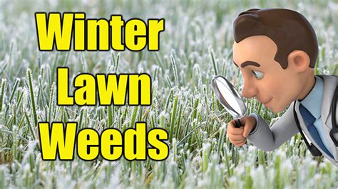 Kill Winter Lawn Weeds Lawn Weed Control