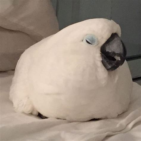 Resting Parrots Know Your Meme