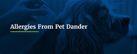 Signs Of Pet Dander Allergies And How To Manage Symptoms