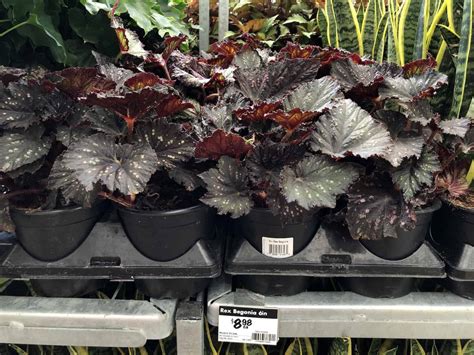 Rex Begonia 🌿 🌸 Discover How To Care For And Enjoy This Stunning