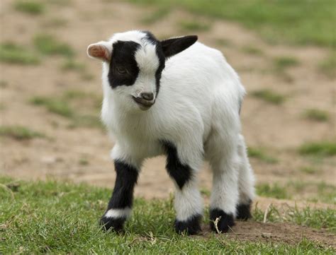 Goat Babies