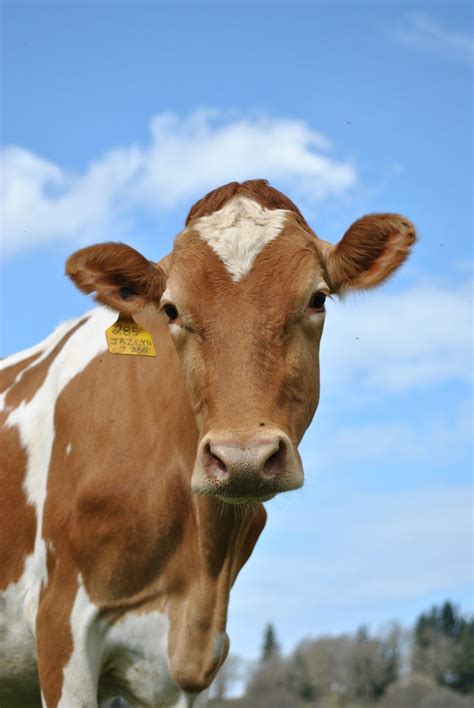 Guernsey Cow Bing Cow Appreciation Day Cow Barnyard Animals