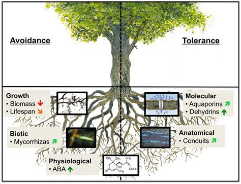 Frontiers How Tree Roots Respond To Drought Plant Science