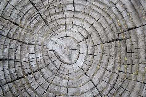 Tree Stump Texture