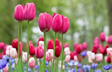 Hình ảnh ý Nghĩa Hoa Tulip đẹp Ngọt Ngào Dịu Dàng Nhất
