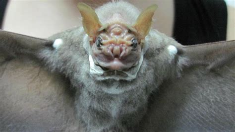 February 25th Wrinkle Faced Bat Centurio Senex Reid About Bats