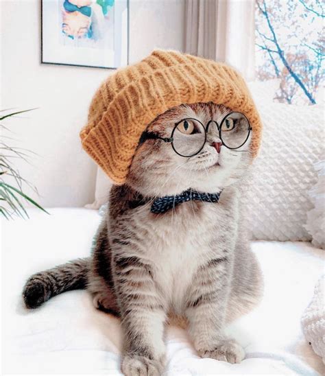16 Cats And Kittens Looking Cute In Hats Cuteness Cats And Kittens