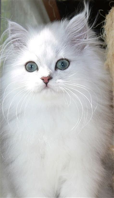 persian cat kittens   melt  heart fallinpets