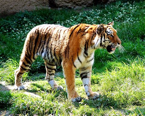 Tiger Memphis Zoo Flickr Photo Sharing