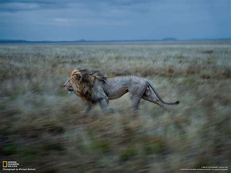 雌たちにこまめに会いにいく雄ライオン（タンザニア） ナショナル ジオグラフィック日本版サイト