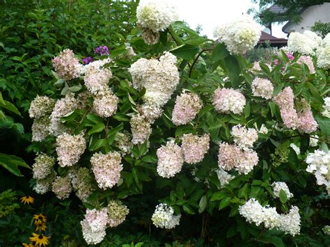 Hydrangea Hortensja Hydrangea Paniculata Hortensja Bukietowa