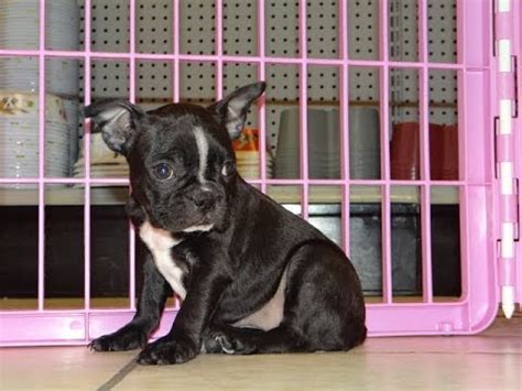 Advice from breed experts to make a safe choice. Boston Terrier, Puppies, For, Sale, In, Denver, Colorado ...