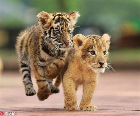 Adorable Twosome Tiger And Lion Cub Playing Unique Animals Animals