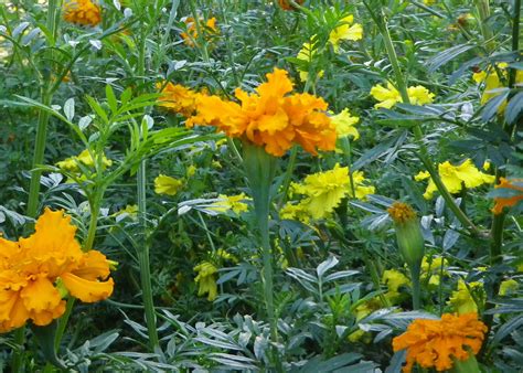 African Marigold Crackerjack Mix 05 G Southern Exposure Seed