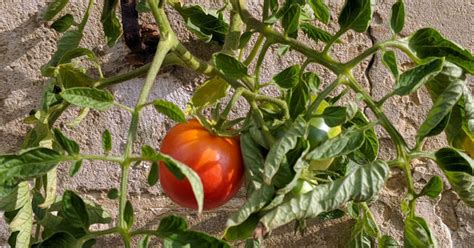 Que Faire Avec Les Tomates Vertes Plantes Et Jardins Conseils En