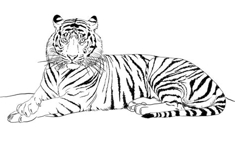Compartir Tigres Para Dibujar Faciles Mejor Camera Edu Vn