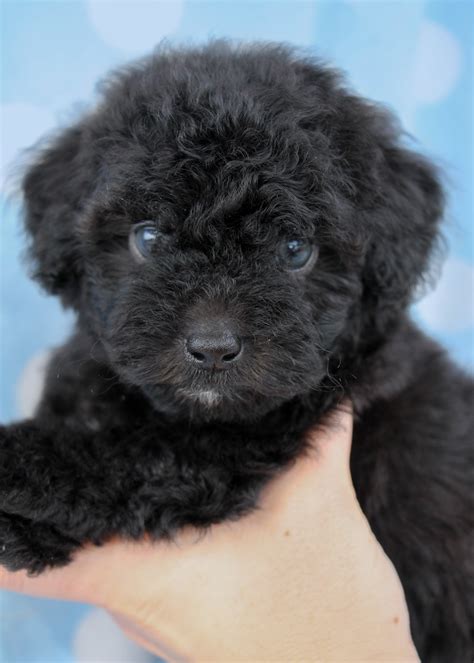 Black Poodle Puppies In Davie Florida Teacups Puppies And Boutique