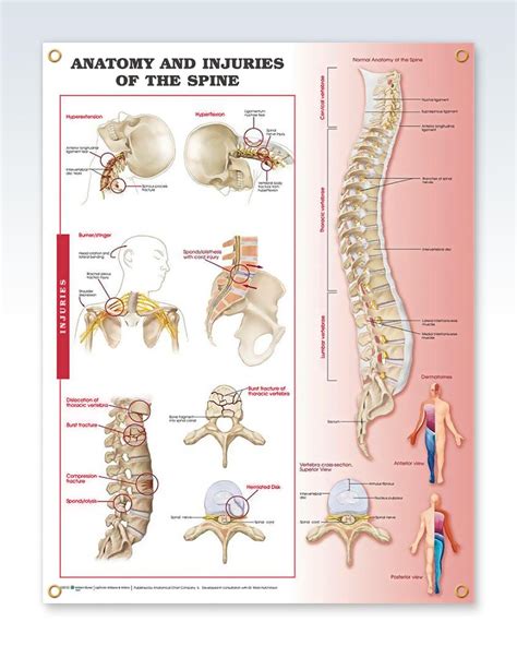 Injuries Of The Spine Exam Room Anatomy Posters Clinicalposters