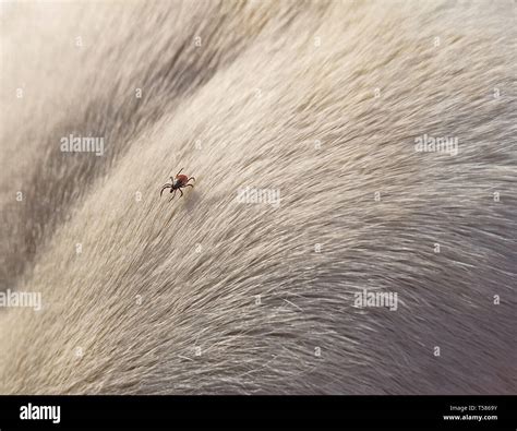 Blood On Fur Hi Res Stock Photography And Images Alamy