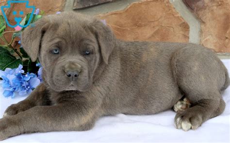Feeding a cane corso puppy properly can be a daunting task. Champ | Cane Corso Puppy For Sale | Keystone Puppies